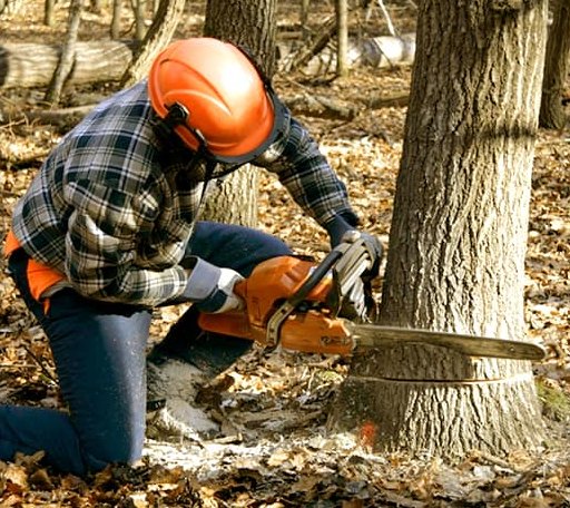 Tree Removal in Bethesda, MD